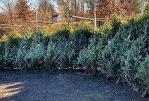 Fresh-Cut-Christmas-Trees-Glyndon-Gardens-Baltimore-County